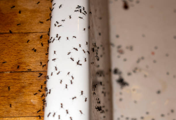 Best Residential Pest Control  in Jamesport, NY